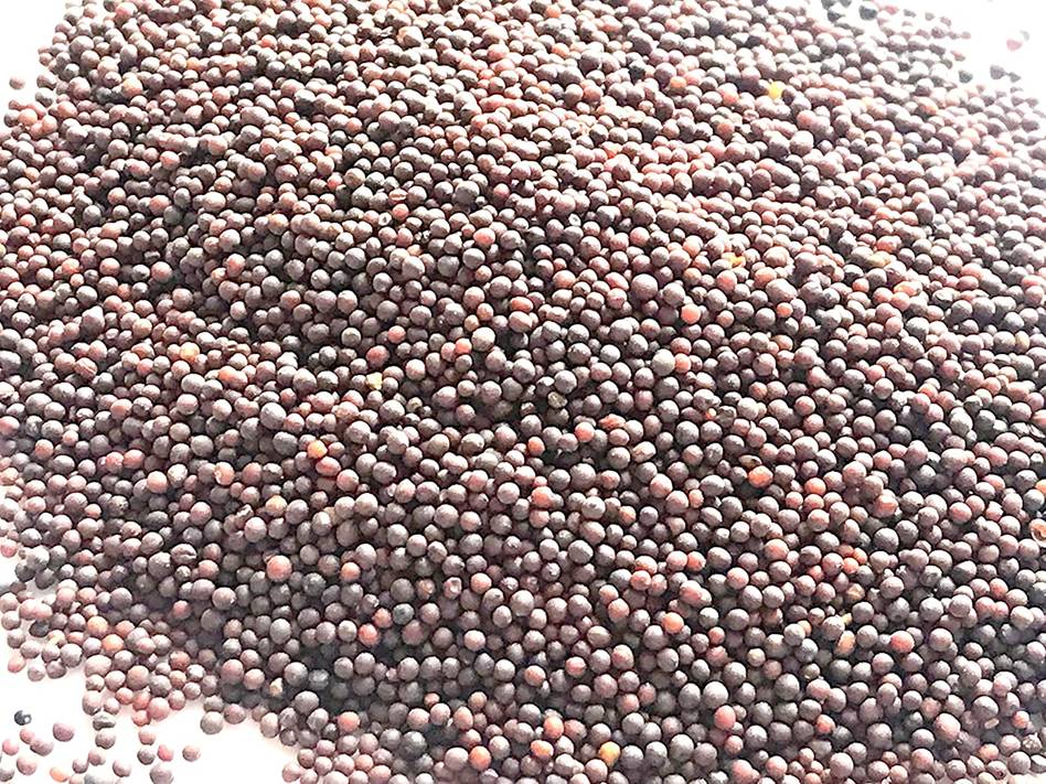 Amazon.com : BLACK MUSTARD SEEDS - Indian Mustard Seeds, Premium ...