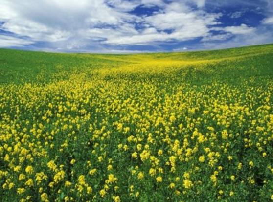 Field of mustard - Flowers & Nature Background Wallpapers on ...
