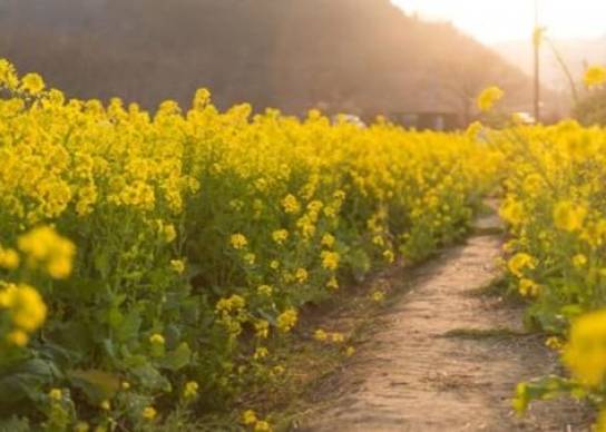 Mustard oil could soon replace rapeseed oil