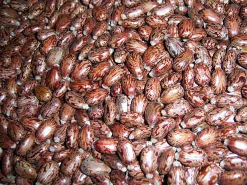 Buy Castor Seeds from Rk Guarchem Pvt. ltd., Hanumangarh, India ...