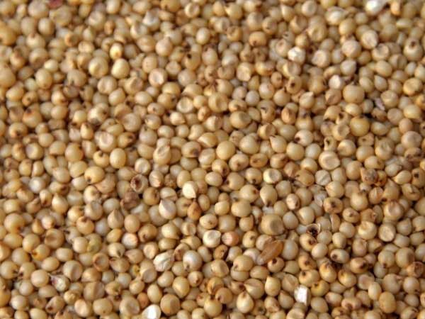 Jowar, sorghum seeds