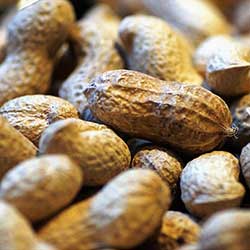 Groundnut Peanuts, Peanuts seed