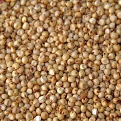 Jowar, sorghum seeds